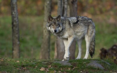 Wolfsmanagement: Bundesländer müssen günstigen Erhaltungszustand endlich anerkennen
