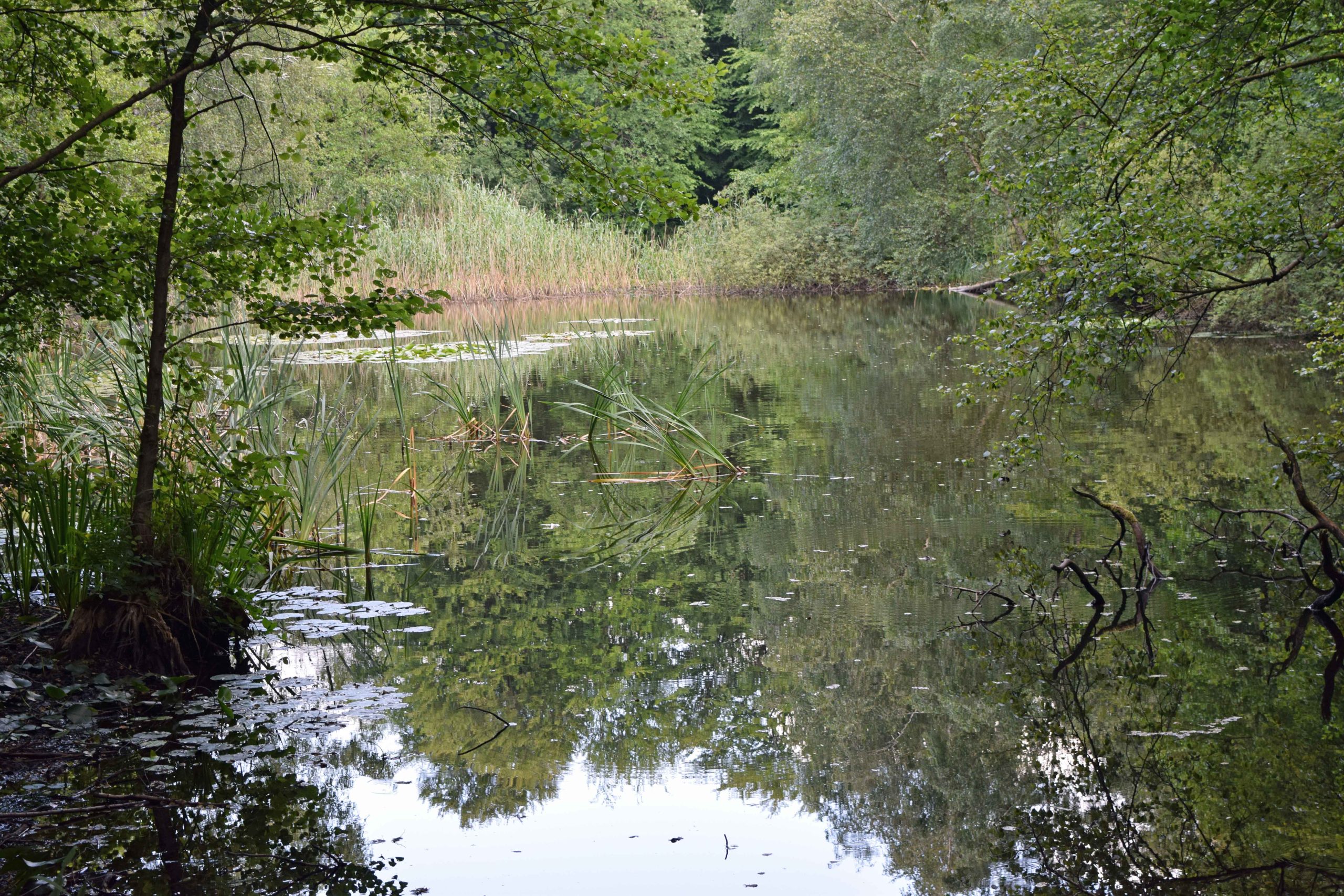 Blick von der Brücke auf den Teich